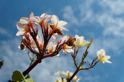 Low angle view of flowers blooming against sky