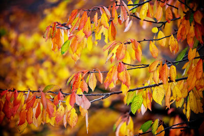 Close-up of autumnal leaves against blurred background