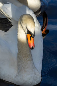 Close-up of swan swimming in lake