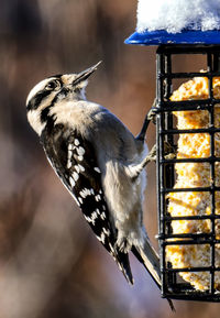 A woodpecker on a suet feeder