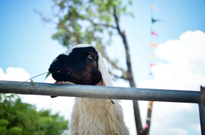 Low angle view of an animal on tree