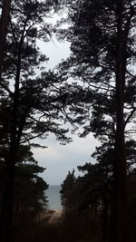 Low angle view of silhouette trees against sky