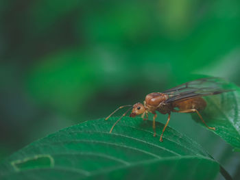 Close-up of insect on leaf