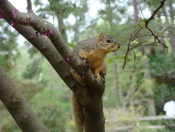 Close-up of squirrel on tree