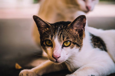 Close-up portrait of cat