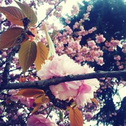 Low angle view of pink flowers blooming on tree