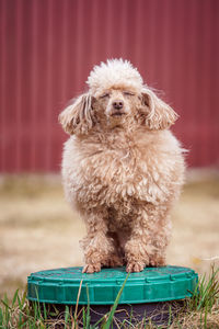 The dog is sitting on the manhole cover from the sewer