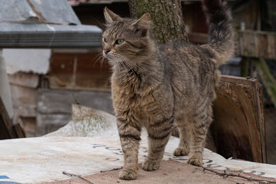 Portrait of a cat looking away