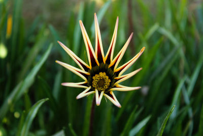 Close-up of yellow flower on land