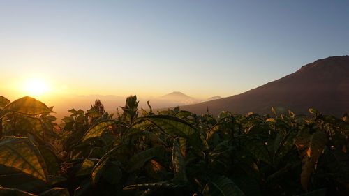 Plants growing on land against sky during sunset