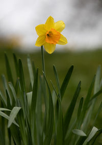 Close-up of yellow flowering plant on field