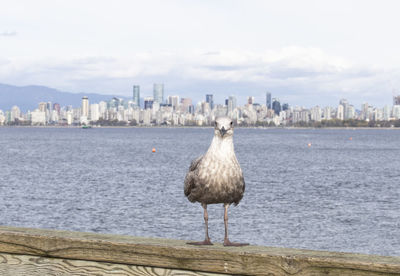 Seagull on a city