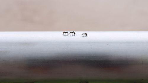 An ant on the steel rail.