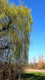 Low angle view of trees against sky