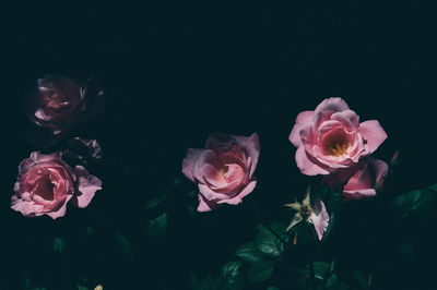 Close-up of pink roses