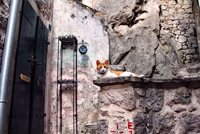 Portrait of cat on brick wall