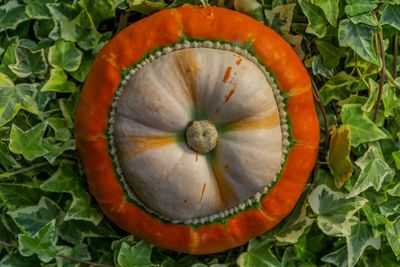 Directly above shot of pumpkin