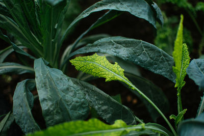 Close-up of fresh green leaves