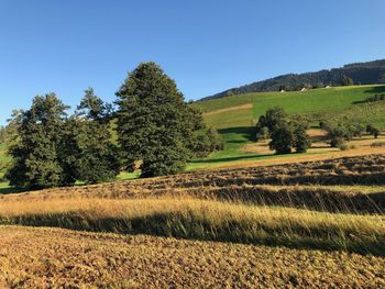 Scenic view of field against clear sky