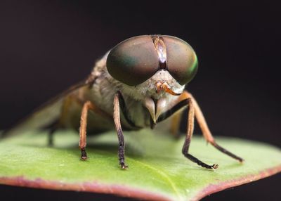 Close-up of insect