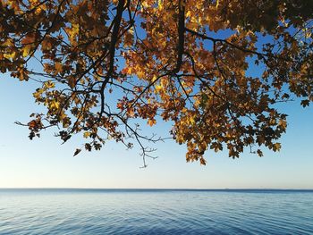 Tree by sea against sky during autumn