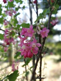 Close-up of pink flowers blooming on tree