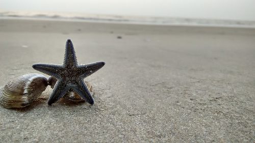 Close-up of starfish on beach against sky