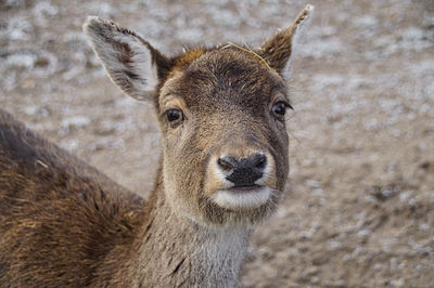 Close-up portrait of deer