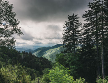 Scenic view of forest against sky