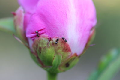 Close-up of insect on pink flower