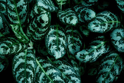 Full frame shot of vegetables