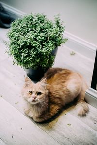 High angle portrait of cat by potted plant on hardwood floor