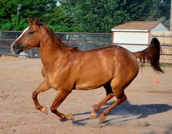 Full length of brown horse running at ranch