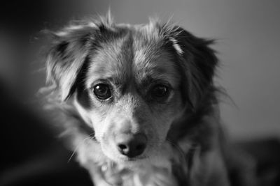Close-up portrait of dog