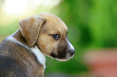 Close-up of dog outdoors