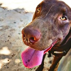 Close-up of dog on sand at beach