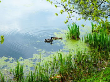 Ducks swimming on lake