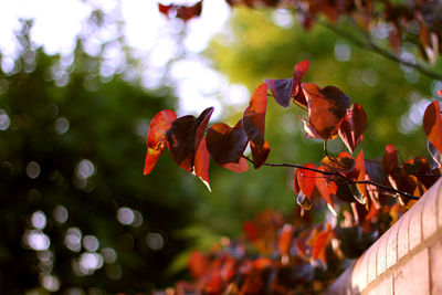 Low angle view of red flowers on tree