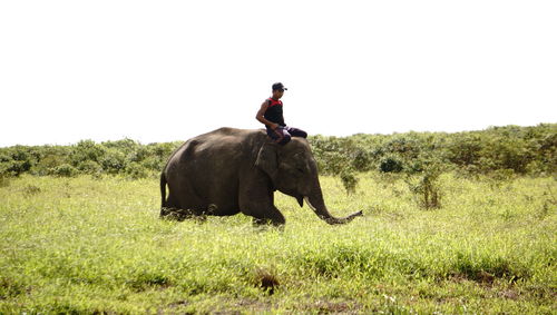 Man riding elephant on field against clear sky