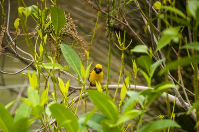 Asian golden weaver perching on grass stem in paddy field. ploceus hypoxanthus bird