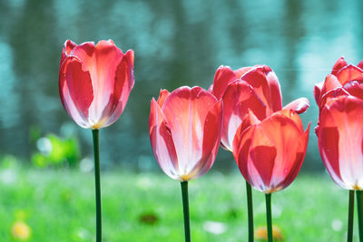 Close-up of red tulips