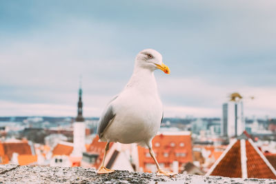 Close-up of seagull perching on wall