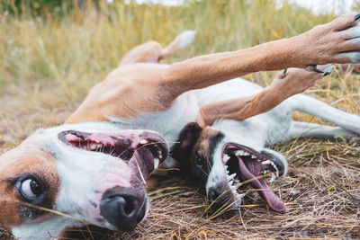 Close-up of two funny dogs having fun outdoors