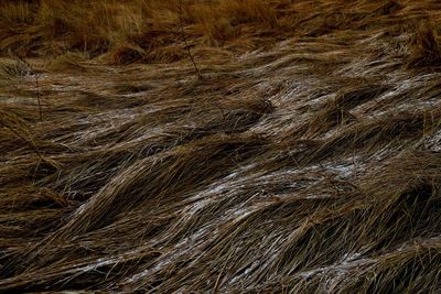 Full frame shot of a grass