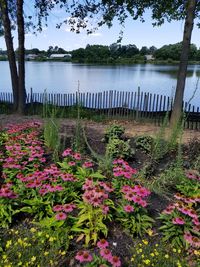 Flowers growing by lake against sky