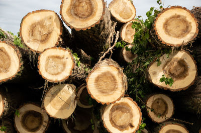 Close-up of logs against sky