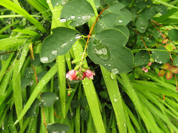 Full frame shot of wet leaves on plant