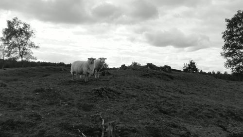 Cows on field against sky