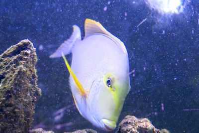 Close-up of fish swimming in sea