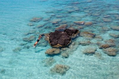 High angle view of turtle swimming in sea